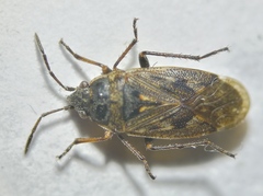 Sphragisticus nebulosus