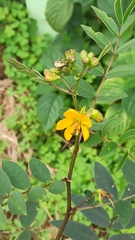 Senna occidentalis