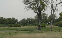 Bugeranus carunculatus