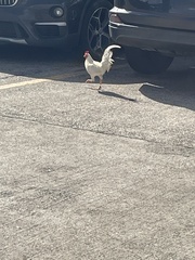 Gallus gallus domesticus