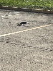 Columba livia domestica