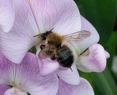 Megachile nigriventris