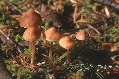 Cortinarius acutus