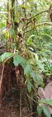 Columnea