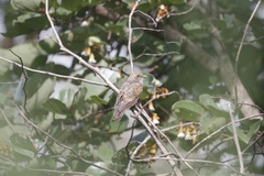 Chrysococcyx cupreus