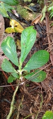 Columnea