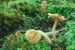 Cortinarius acutus
