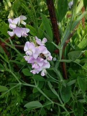 Megachile nigriventris