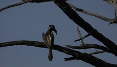 Lophoceros nasutus