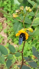 Xylocopa darwini