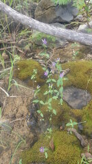 Exacum quinquenervium