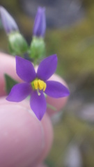 Exacum quinquenervium