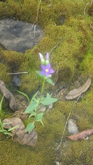 Exacum quinquenervium