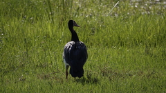 Plectropterus gambensis
