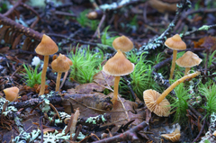 Cortinarius acutus