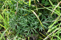 Syneilesis aconitifolia