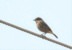 Saxicola maurus