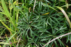 Syneilesis aconitifolia