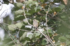 Chrysococcyx cupreus