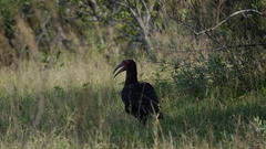 Bucorvus leadbeateri