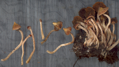 Cortinarius scoticus