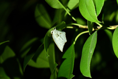 Curetis acuta