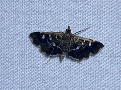 Diathrausta reconditalis
