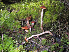 Cortinarius albovariegatus