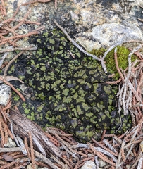 Clavascidium lacinulatum