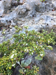 Strumpfia maritima