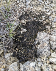 Clavascidium lacinulatum