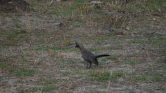 Corythaixoides concolor