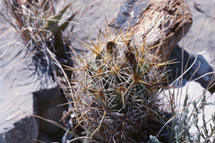 Coryphantha glanduligera