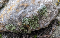 Phaeophyscia ciliata