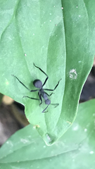 Myrmhopla