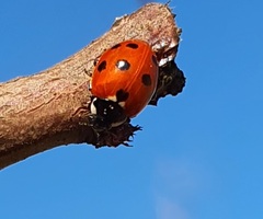 Coccinella undecimpunctata