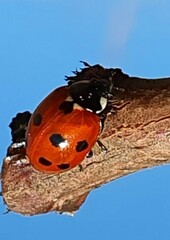 Coccinella undecimpunctata