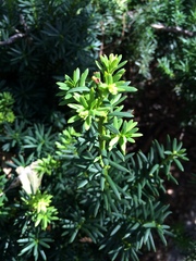 Taxus