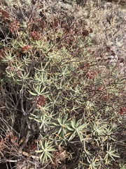 Eriogonum arborescens