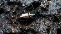 Agonum muelleri