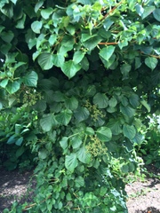Hydrangea petiolaris