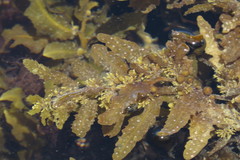Sargassum polycystum