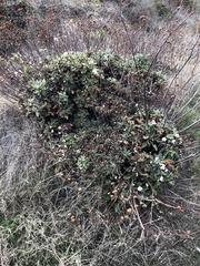 Eriogonum grande