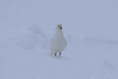 Chionis albus