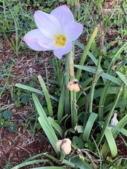 Zephyranthes robusta