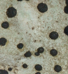 Umbilicaria crustulosa