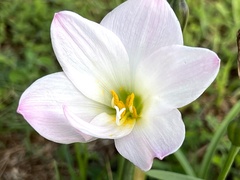 Zephyranthes robusta