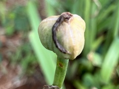 Zephyranthes robusta