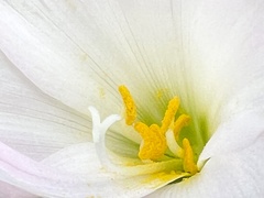 Zephyranthes robusta