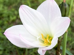 Zephyranthes robusta